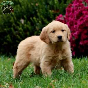 Daisy, Golden Retriever Puppy