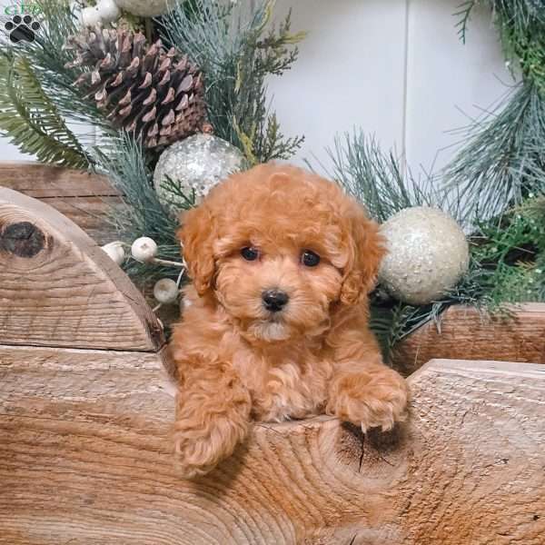 Dakota, Bich-Poo Puppy