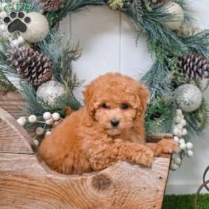 Dakota, Bich-Poo Puppy