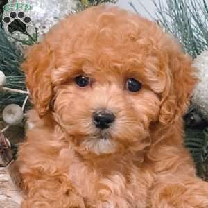 Dakota, Bich-Poo Puppy