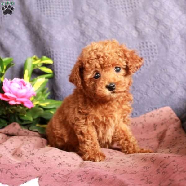 Dana, Toy Poodle Puppy
