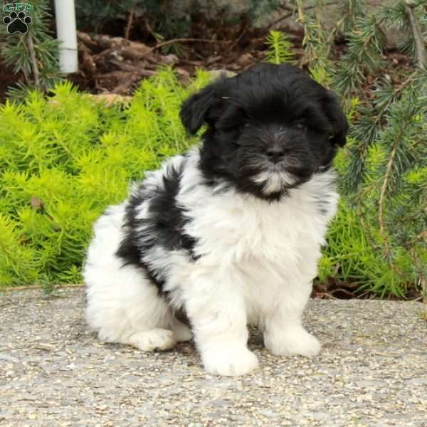 Dancer, Havapoo Puppy