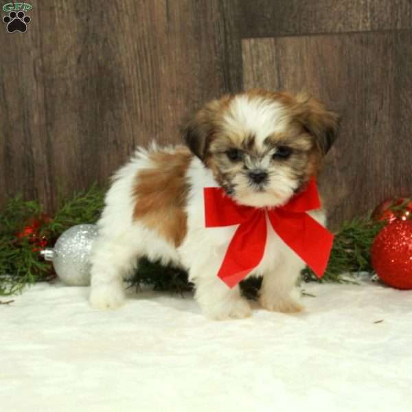 Dancer, Shih Tzu Puppy