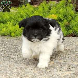 Dancer, Havapoo Puppy