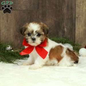 Dancer, Shih Tzu Puppy