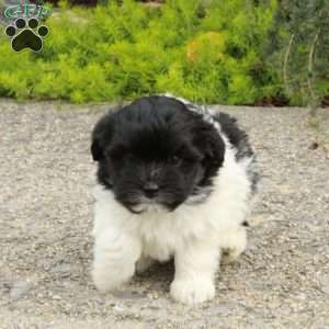 Dancer, Havapoo Puppy