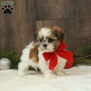 Dancer, Shih Tzu Puppy