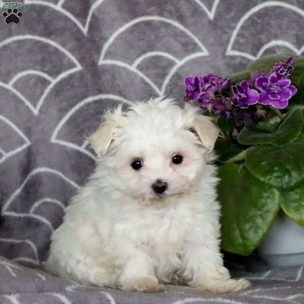 Dancer, Maltese Puppy