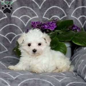 Dancer, Maltese Puppy