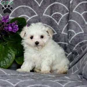 Dancer, Maltese Puppy