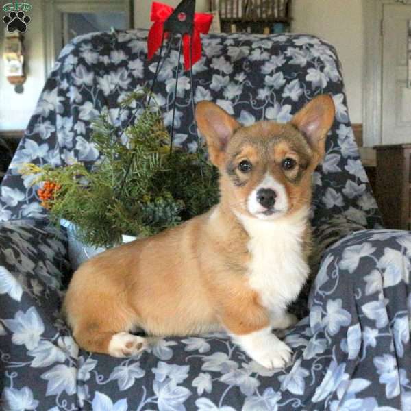Danie, Pembroke Welsh Corgi Puppy