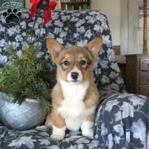 Danie, Pembroke Welsh Corgi Puppy