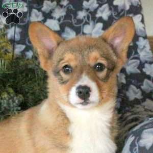 Danie, Pembroke Welsh Corgi Puppy