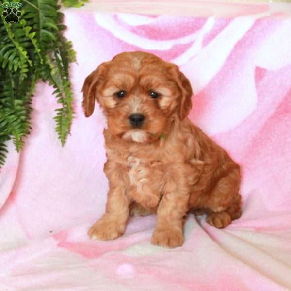 Daphne, Cavalier King Charles Mix Puppy