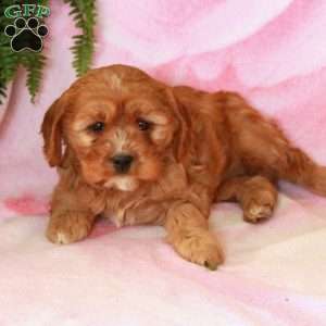 Daphne, Cavalier King Charles Mix Puppy
