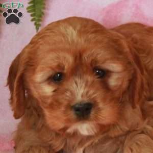Daphne, Cavalier King Charles Mix Puppy