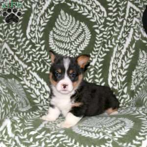 Darby, Pembroke Welsh Corgi Puppy