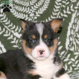 Darby, Pembroke Welsh Corgi Puppy