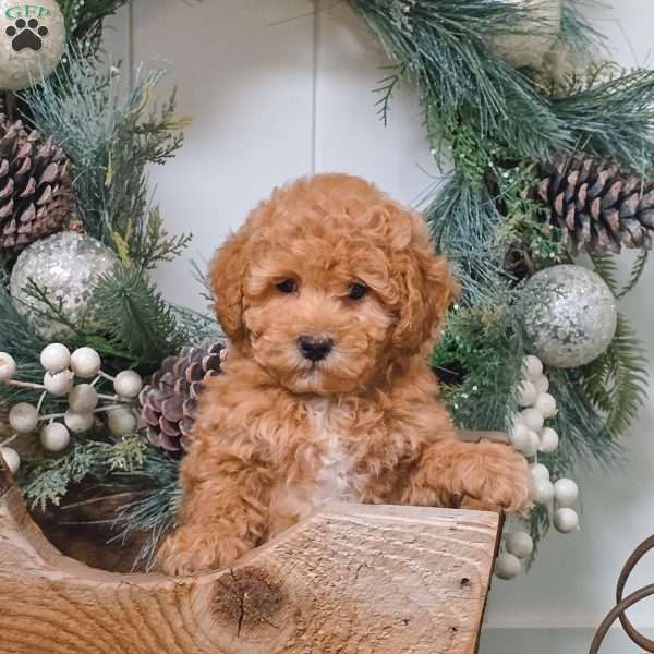 Daria, Bich-Poo Puppy