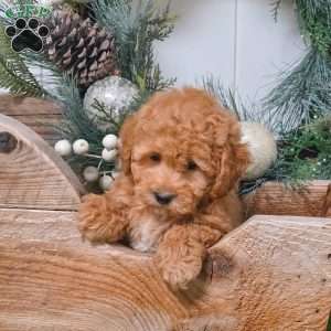 Daria, Bich-Poo Puppy