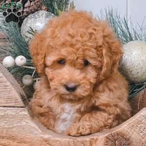 Daria, Bich-Poo Puppy