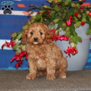 Darius, Cavapoo Puppy