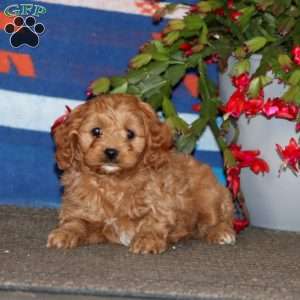 Darius, Cavapoo Puppy