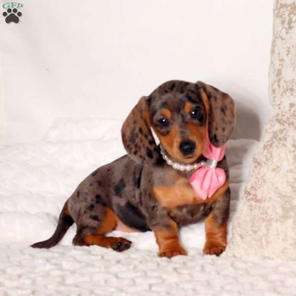 Darla, Dachshund Puppy