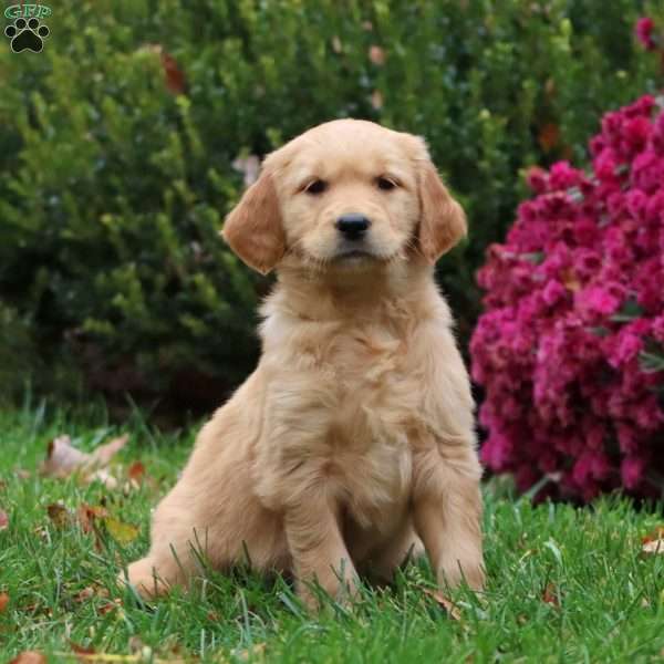 Darla, Golden Retriever Puppy