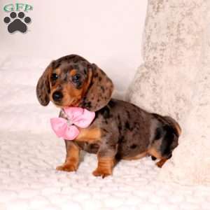 Darla, Dachshund Puppy
