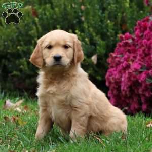Darla, Golden Retriever Puppy