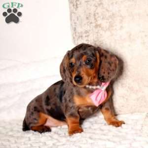 Darla, Dachshund Puppy