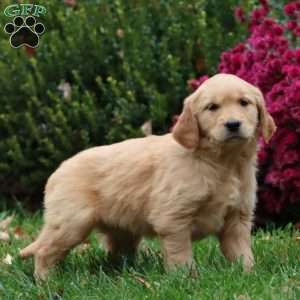 Darla, Golden Retriever Puppy
