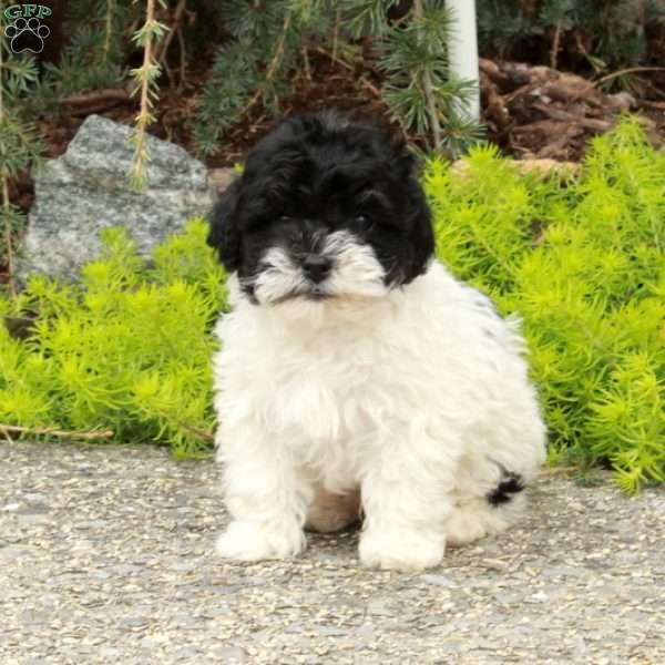 Dasher, Havapoo Puppy