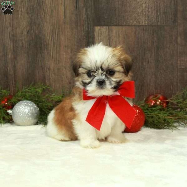 Dasher, Shih Tzu Puppy