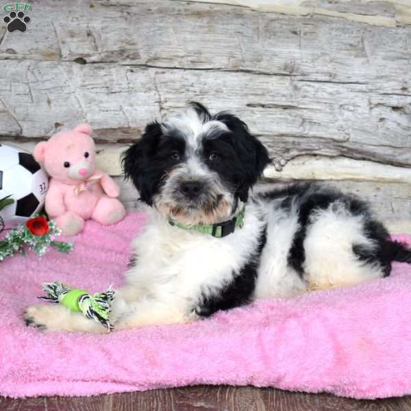 Dasher, Portuguese Water Dog Puppy