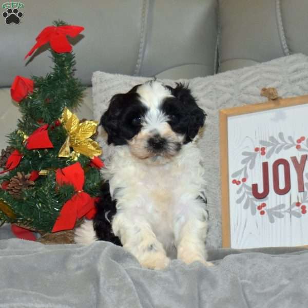 Dasher, Portuguese Water Dog Puppy