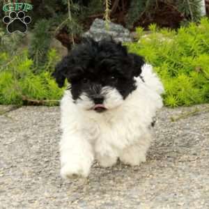 Dasher, Havapoo Puppy