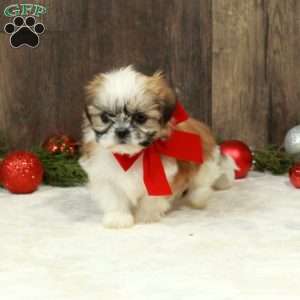 Dasher, Shih Tzu Puppy