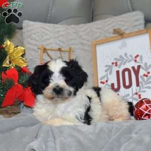 Dasher, Portuguese Water Dog Puppy