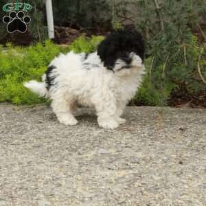 Dasher, Havapoo Puppy