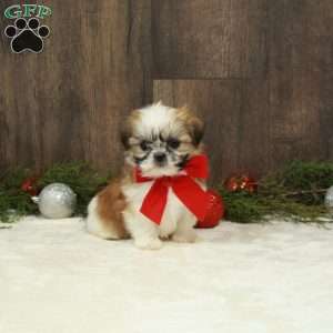 Dasher, Shih Tzu Puppy