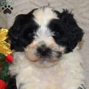 Dasher, Portuguese Water Dog Puppy