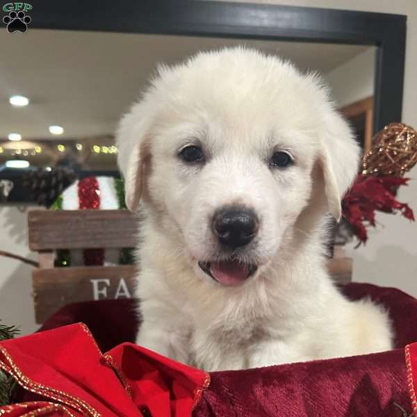 Dasher, Great Pyrenees Puppy