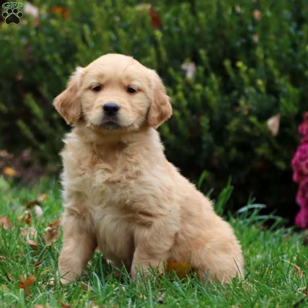 Davey, Golden Retriever Puppy