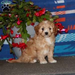 Davey, Cavapoo Puppy