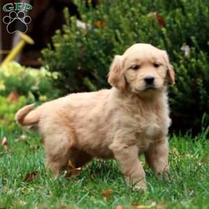 Davey, Golden Retriever Puppy