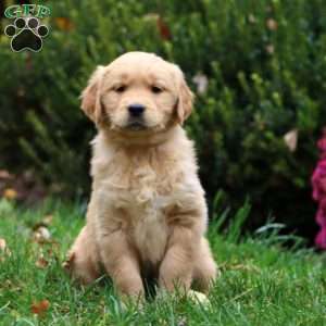 Davey, Golden Retriever Puppy