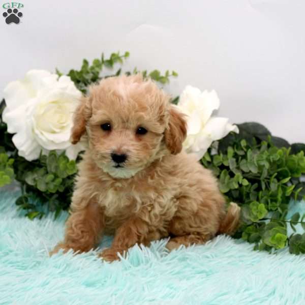 David, Bich-Poo Puppy