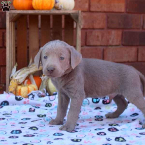 Dean, Silver Labrador Retriever Puppy